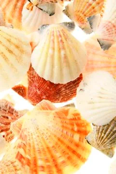 Set of seashells. Isolated 스톡 사진