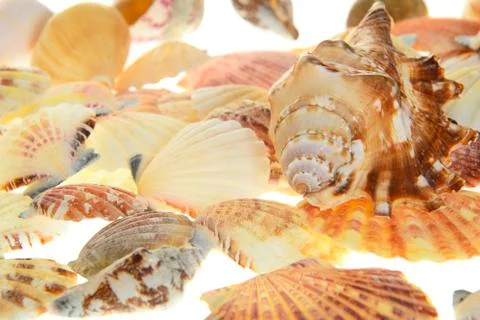 Set of seashells. Isolated Stockfoto's