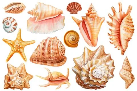 Set Seashells on isolated white background, watercolor painting illustration sea Illustrazione stock