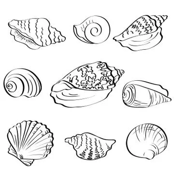 Set seashells, outline 스톡 일러스트