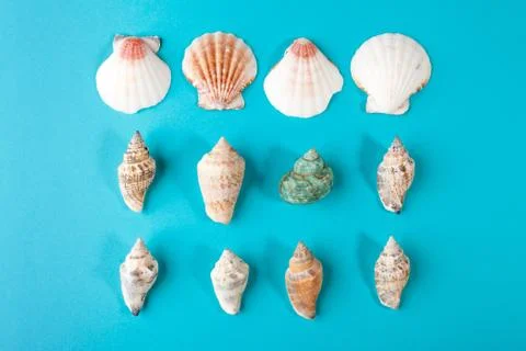 Set of seashells on pastel aqua background Stock Photos