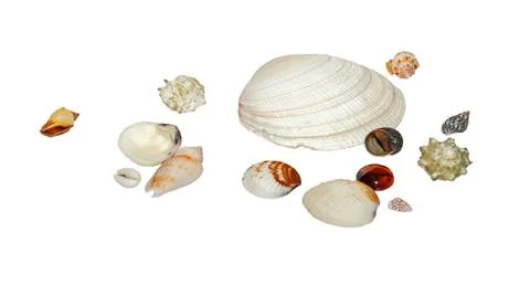 Set of seashells Stock Photos