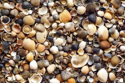 Set of seashells top view. Stock Photos