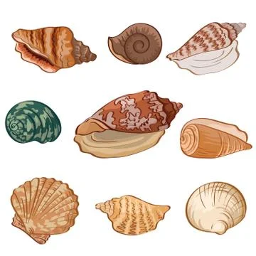 Set seashells. vector Stock Illustration