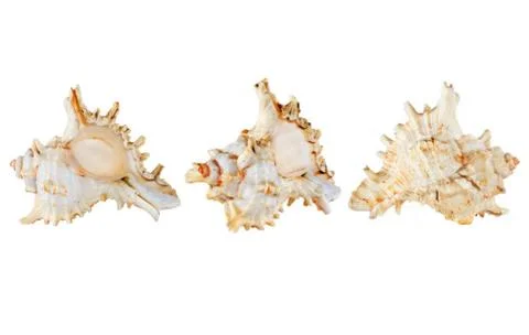 Set of seashells.isolated. Stock Photos
