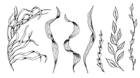 Set of Seaweeds. Hand drawn Vector illustration of Algae and laminaria on white Stock Illustration