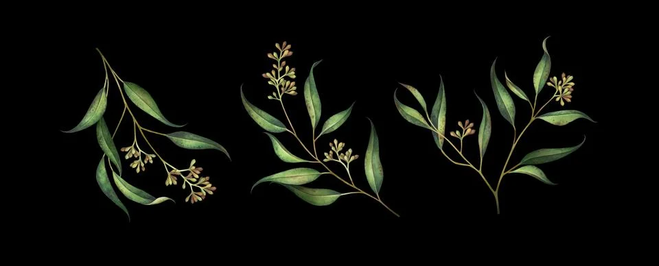 Set of seeded eucalyptus branches isolated on black. Watercolor illustration. Stock Illustration