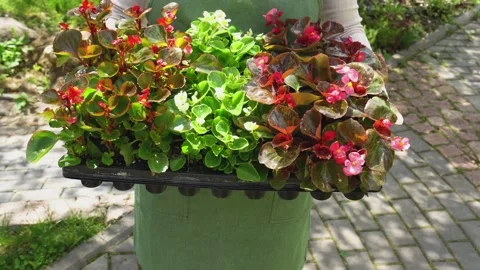 A set of seedlings for planting in the ground. Stock Footage 154824863
