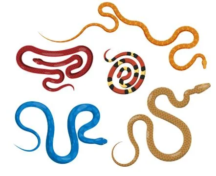 Set of Serpents in Different Colors in Flat Style イラスト素材