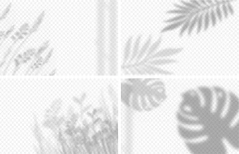 Set of shadow effects. Shadows from tropical and exotic leaves on wall. Texture Stock Illustration