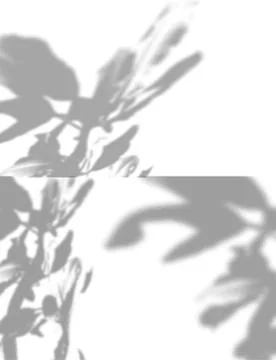 The set of shadows of plants. Shadows from the flower of happiness milkweed o Stock Illustration