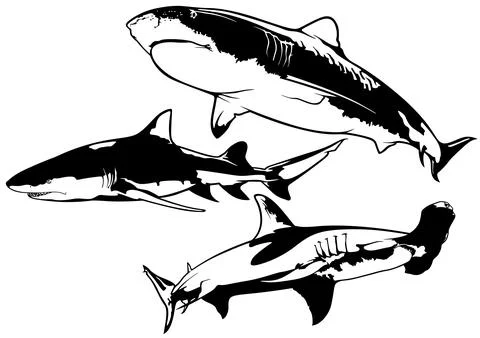 Set of Shark Drawings Stock Illustration