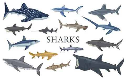Set shark isolated on white background in flat. Different kind of sharks. Stock Illustration