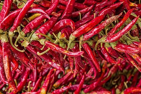 Set of sharp dry pods of red chili peppers a lot of fruits horizontal pattern Stock Photos