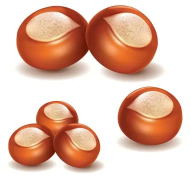 Set of shea nuts illustration isolated on white Stock Illustration