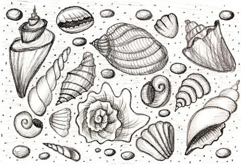 Set shells. Hand drawing pencil. Sketch. Stock Illustration