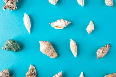 Set shells. Minimal art design Foto stock