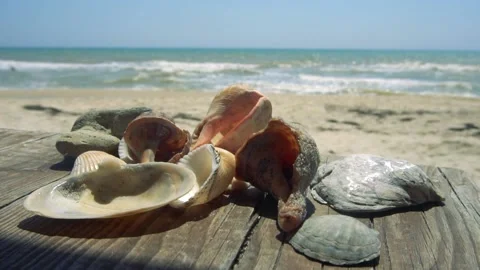 Set of shells with the sea as background Stock Footage 132226797
