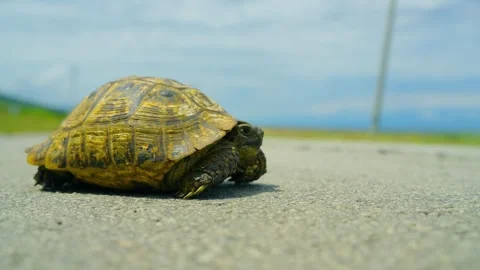 A set of shots: a huge land turtle crossing the road Stock Footage 314640359