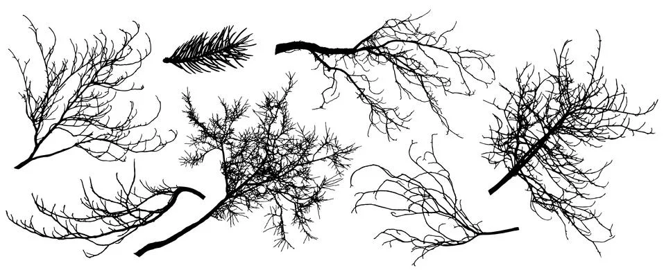 Set of silhouette of branch trees. Vector illustration. Fir tree, chestnut, o Stock Illustration