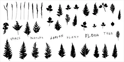 A set of silhouettes of botanical elements. Herbarium.Vector illustration. Stock Illustration