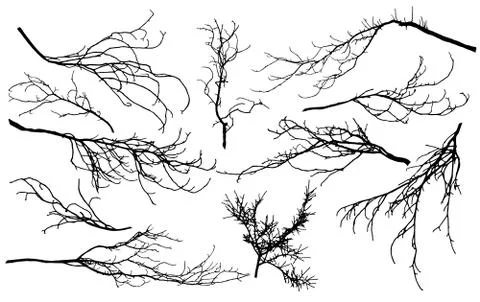 Set of silhouettes of branches of different trees (chestnut, poplar, Linden,  스톡 일러스트