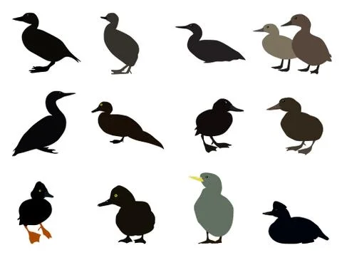 Set Silhouettes of different types of existing ducks. Stock Illustration