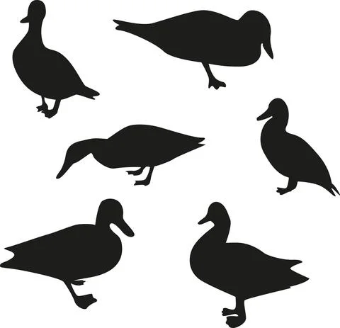 Set of silhouettes of ducks. Vector ducks in different positions, editable Illustrazione stock