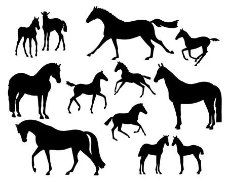 Set of silhouettes of a mare with foals 스톡 일러스트