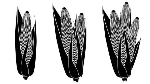Set of silhouettes of ripe corn cobs with grains and leaves on white background Stock Illustration