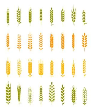 Set of simple and stylish Wheat Stock Illustration