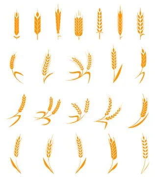 Set of simple and stylish Wheat Ears icons and design elements for beer, organic Stock Illustration