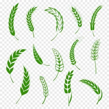 Set of simple green wheats ears icons and wheat design elements for beer Illustrazione stock