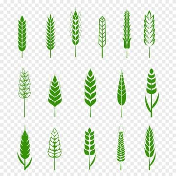 Set of simple green wheats ears icons and wheat design elements for beer Stock Illustration