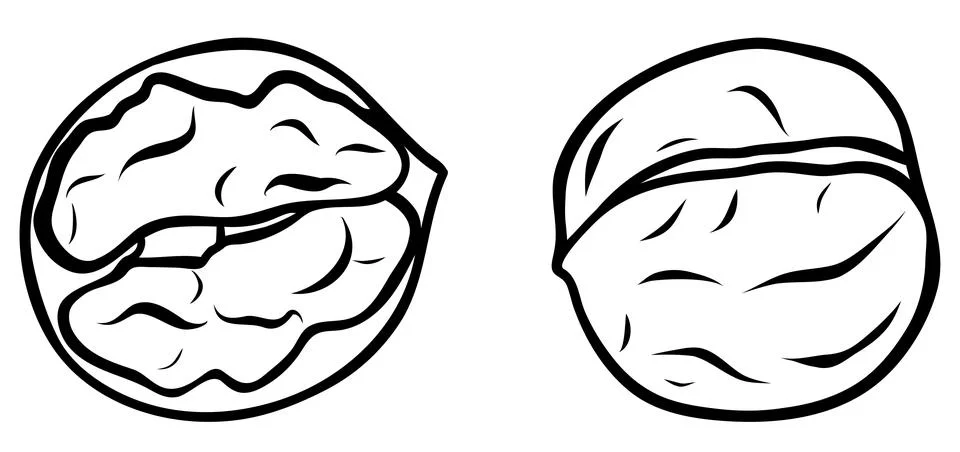 Set simple vector walnut and half walnut icon, black and white hand-drawn i.. Illustrazione stock
