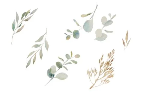 Set of simple watercolor eucalyptus round leaves and branches. Hand painted b Stock Illustration