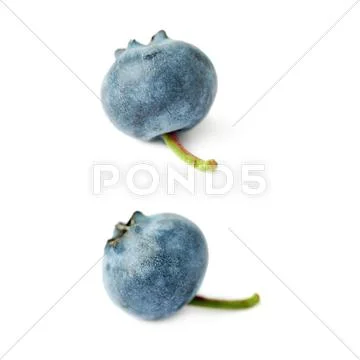 Set of Single berry of Bilberry or blueberry over isolated white background Stock Photos