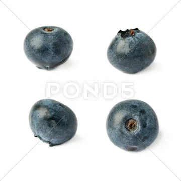 Set of Single berry of Bilberry or blueberry over isolated white background Stock Photos