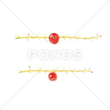 Set of Single berry of Red Currant on branch isolated over white background Stock Photos