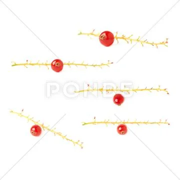Set of Single berry of Red Currant on branch isolated over white background Stock Photos