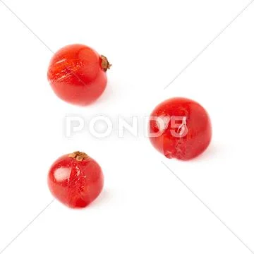 Set of Single Red Currant isolated over white background Stock Photos