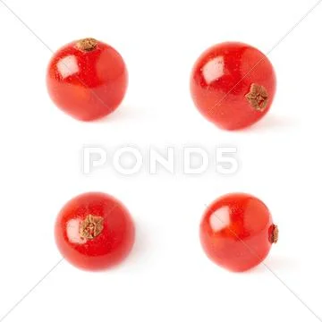 Set of Single Red Currant isolated over white background Stock Photos
