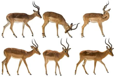 Set of six blackfaced impala Stock Photos