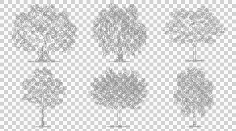 Set of six diverse tree species in elevation view for architectural plans Stock Illustration