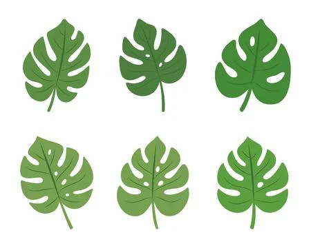 Set of six flat tropical monstera leaves. Botanical green foliage vector Stock Illustration
