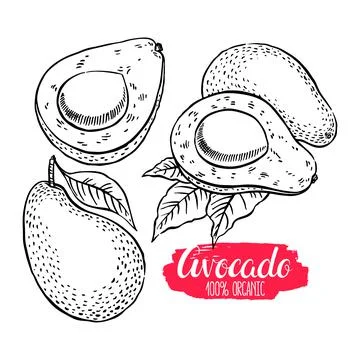 Set of sketch avocado Stock Illustration
