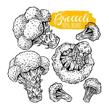 Set of sketch broccoli Stock Illustration