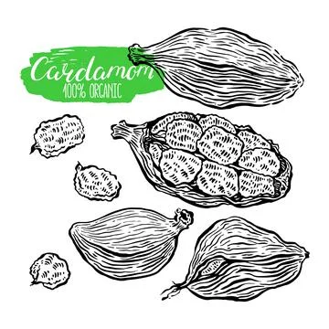 Set of sketch cardamom Stock Illustration