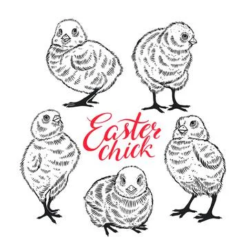 Set of sketch chicks Stock Illustration