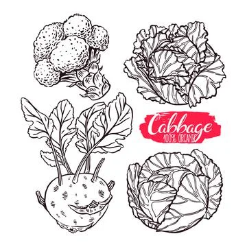 Set of sketch different cabbages Stock Illustration
